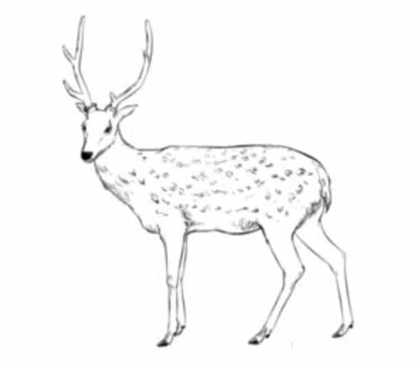 How to draw: Deer