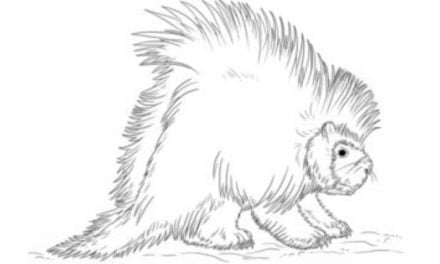 Zeichnen Tutorial: Stachelschweine