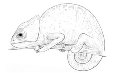 How to draw: Chameleon