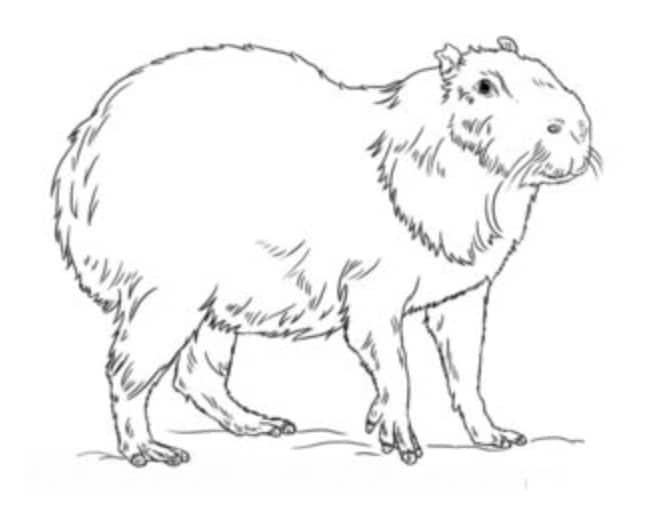 Tutorial de dibujo: Capibara