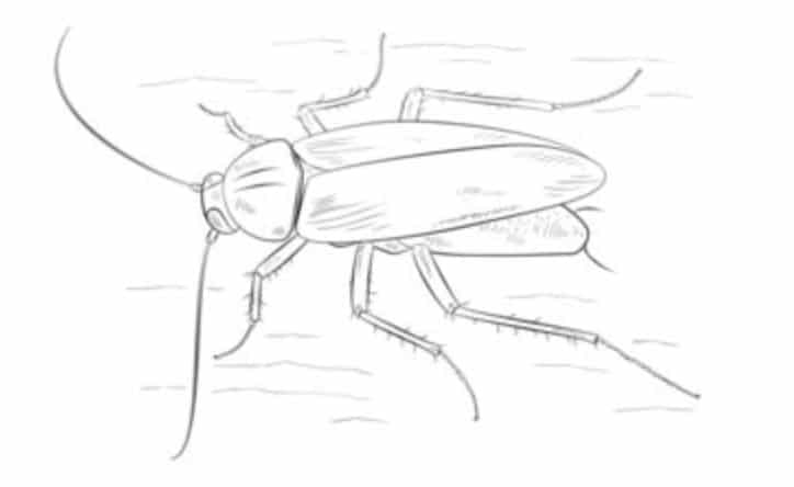 How to draw cockroach easily step by step - YouTube