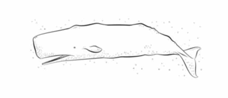 How to draw: Sperm whale