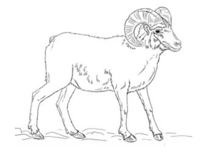 How to draw: Goats