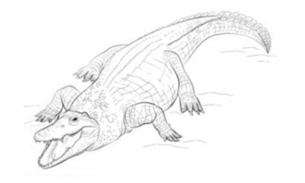 Jak narysować: Krokodyl