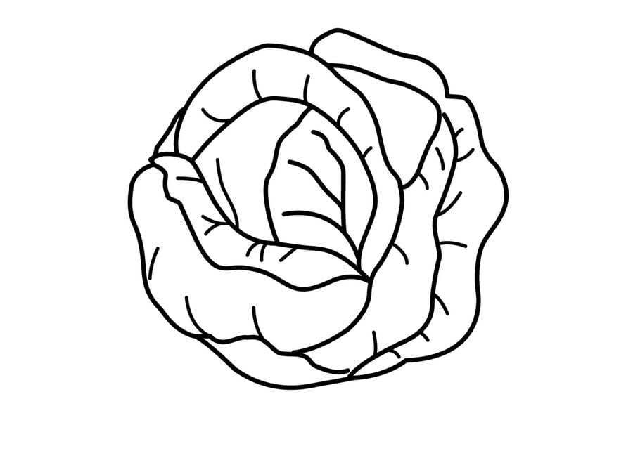 Coloring pages: Cabbage 1
