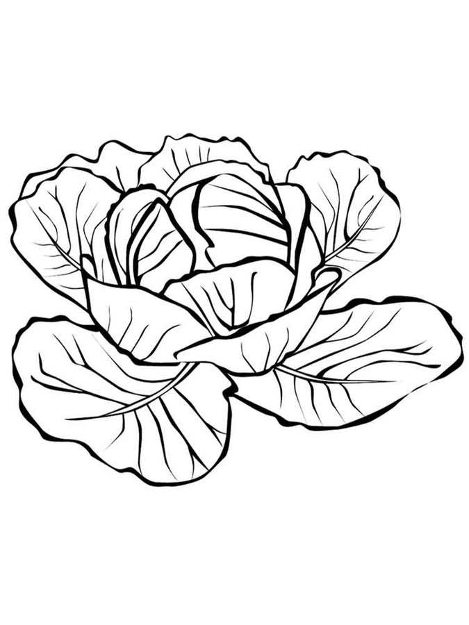 Coloring pages: Cabbage