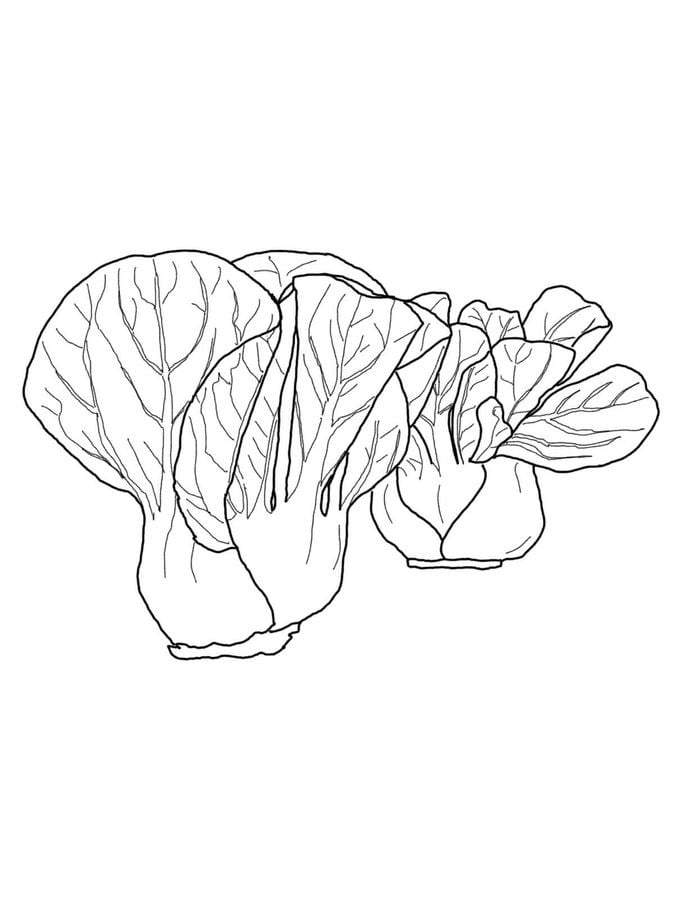 Coloring pages: Cabbage
