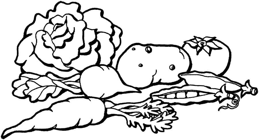 Coloring pages: Cabbage 4