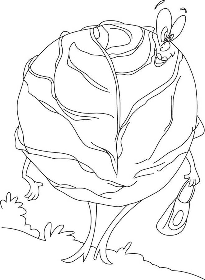 Coloring pages: Cabbage 7