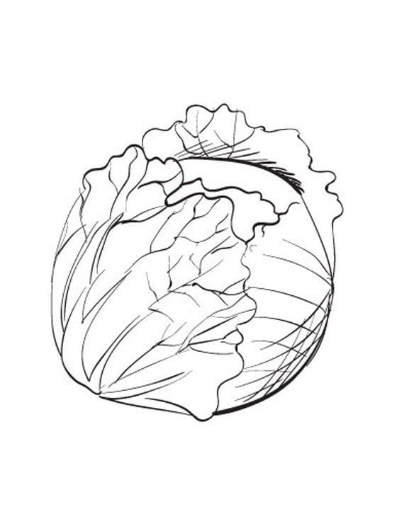 Coloring pages: Cabbage 8