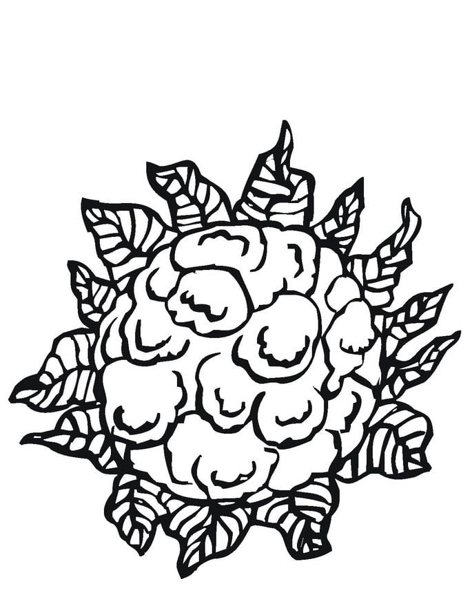 Coloring pages: Cauliflower 1