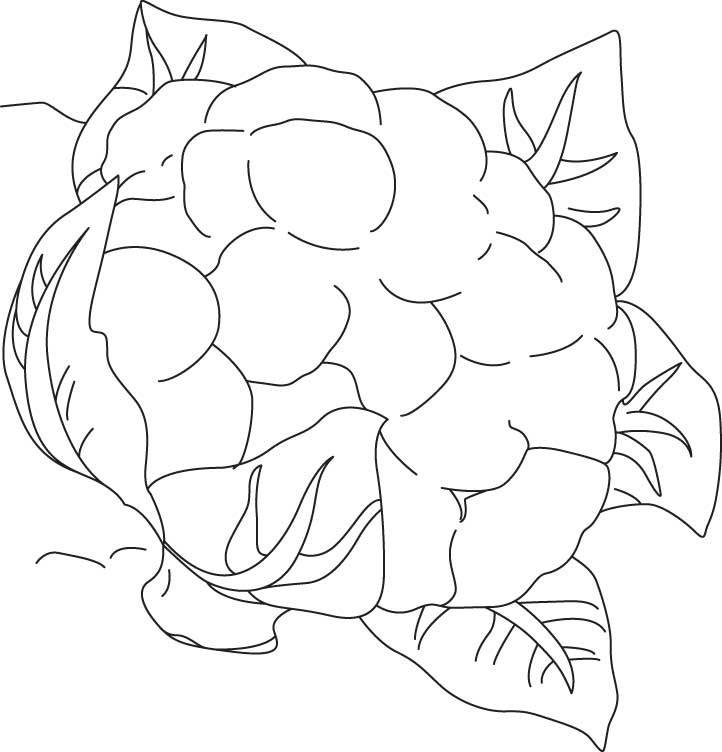Coloring pages: Cauliflower 7