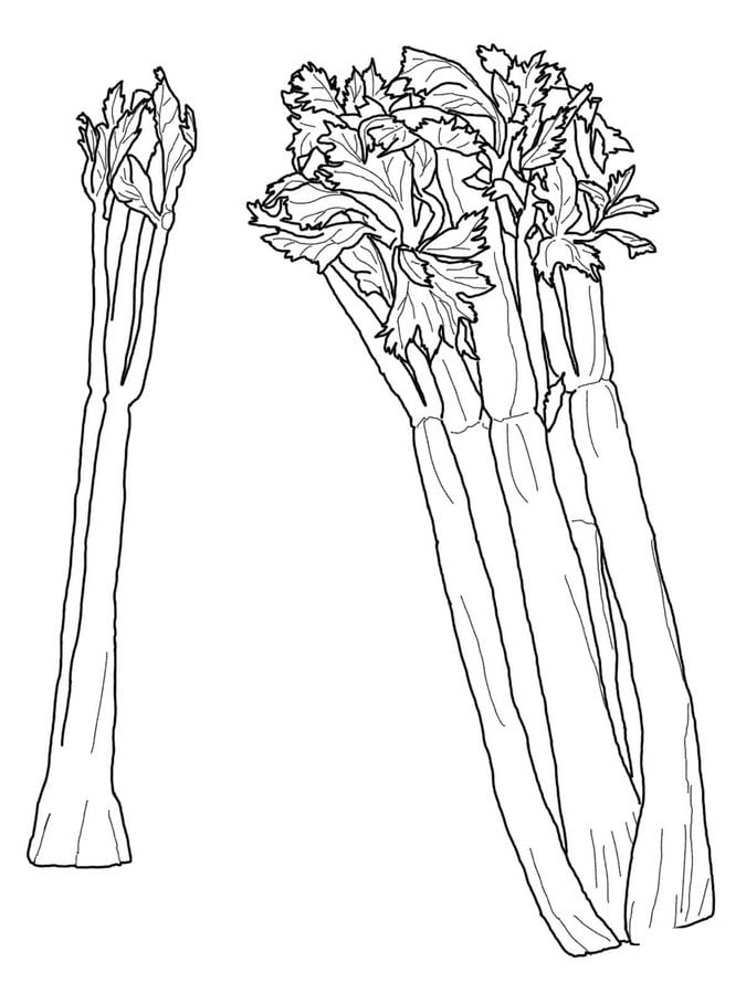 Coloring pages: Celery