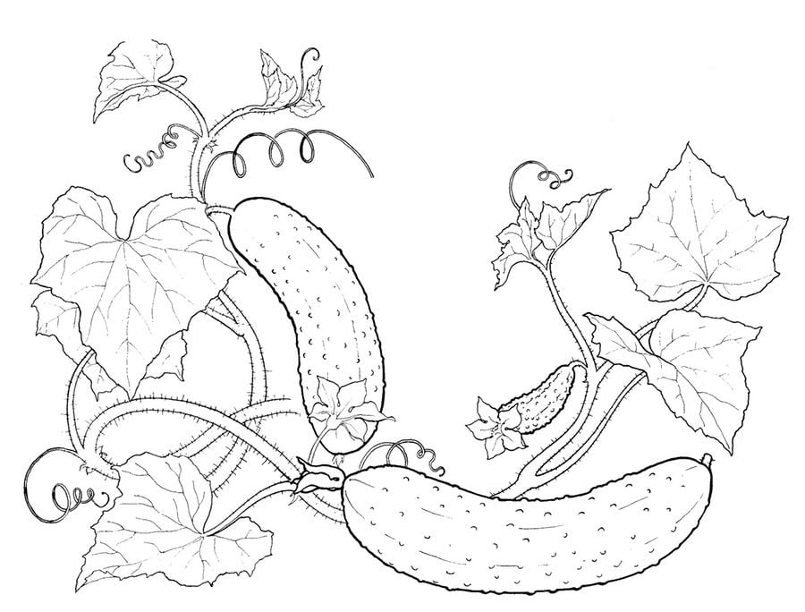 Coloring pages: Cucumber