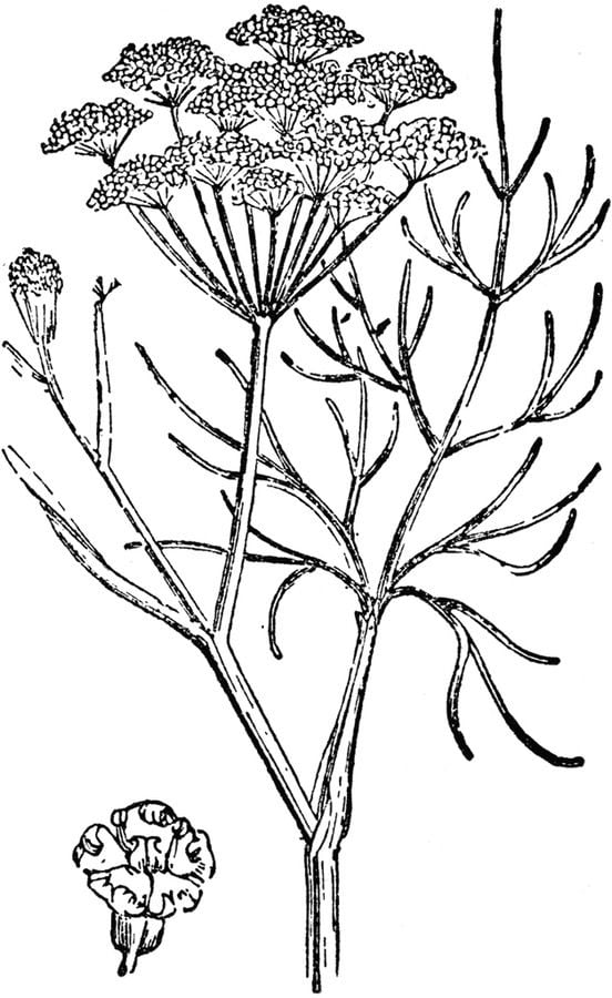 Coloring pages: Fennel 1