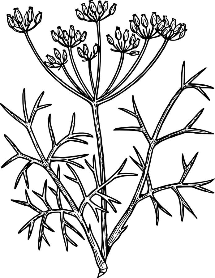 Coloring pages: Fennel