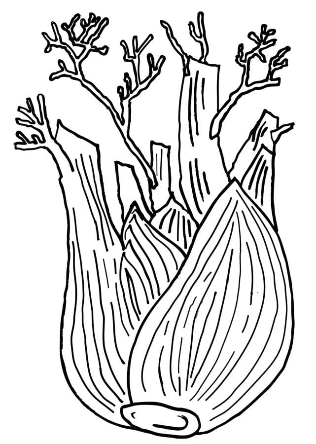 Coloring pages: Fennel 3