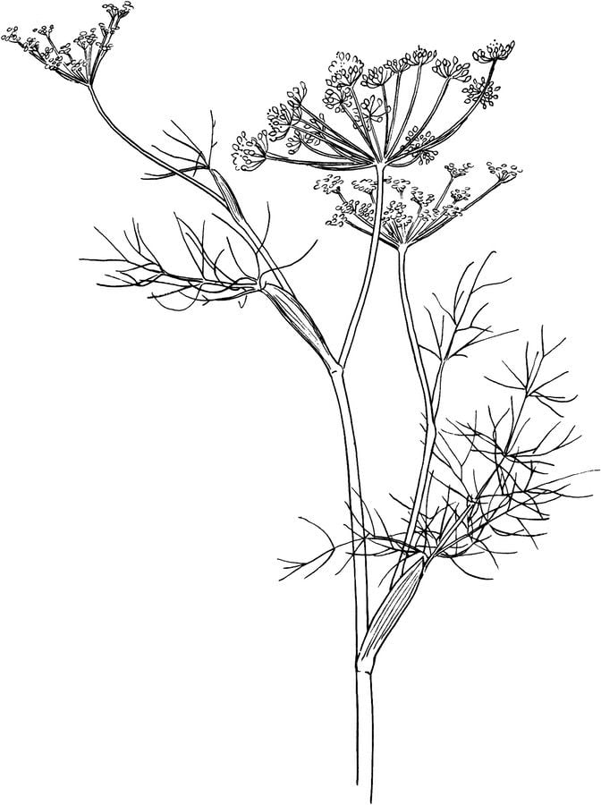 Coloring pages: Fennel 5
