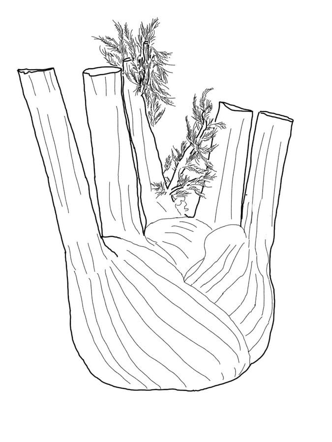 Coloring pages: Fennel 6