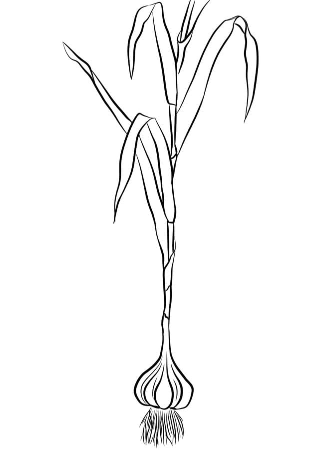 Coloring pages: Garlic