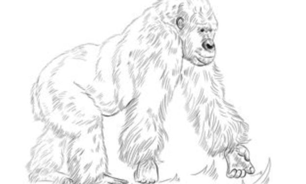 Tutorial de dibujo: Gorilla