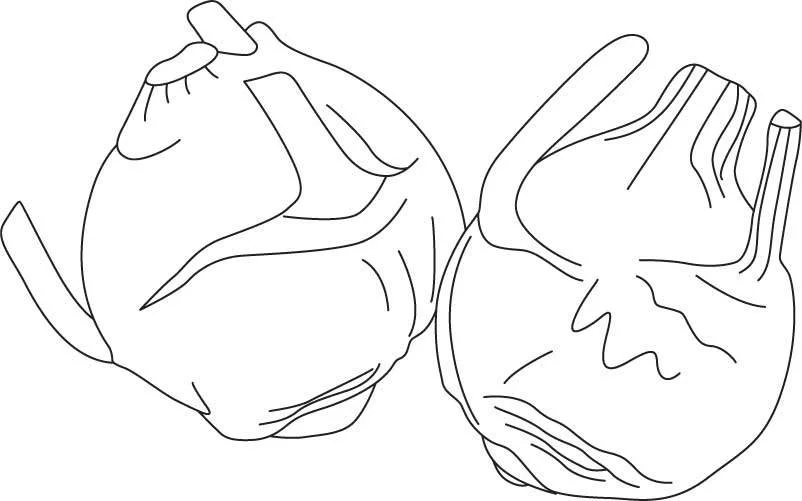 Kolorowanki: Kalarepa 6