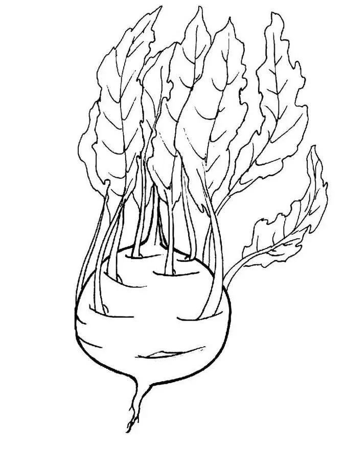 Kolorowanki: Kalarepa 8