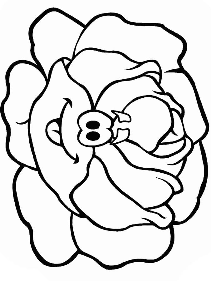 Coloring pages: Lettuce