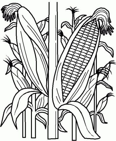 Coloring pages: Maize