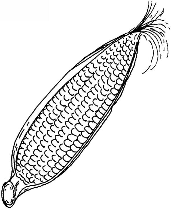 Coloring pages: Maize