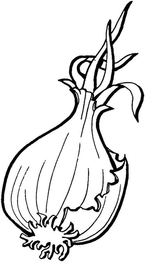 Coloring pages: Onions 75