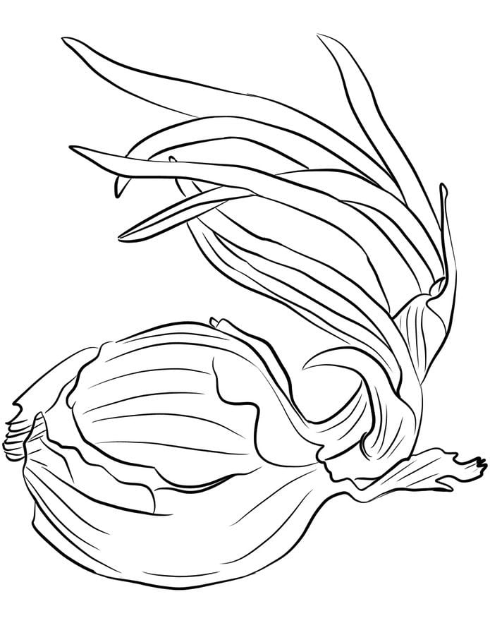 Coloring pages: Onions 79