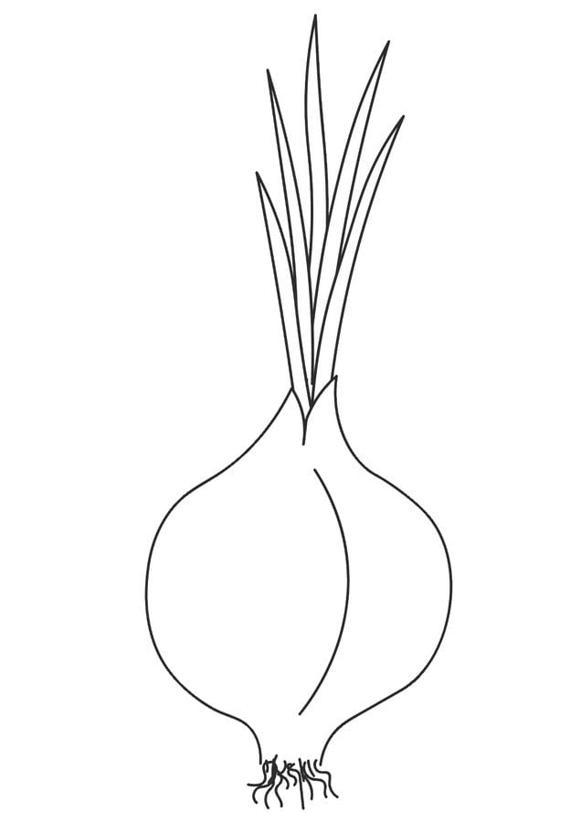 Coloring pages: Onions 81