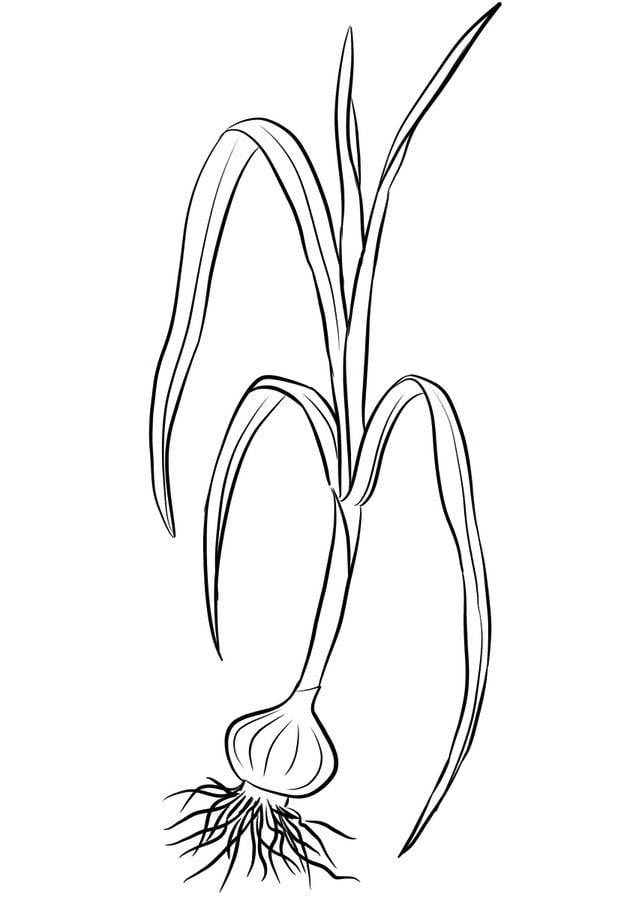 Coloring pages: Onions