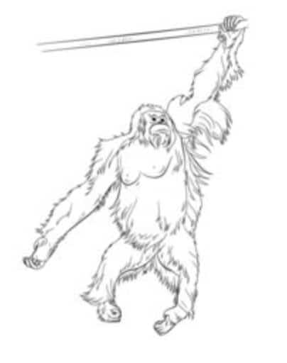How to draw: Orangutans