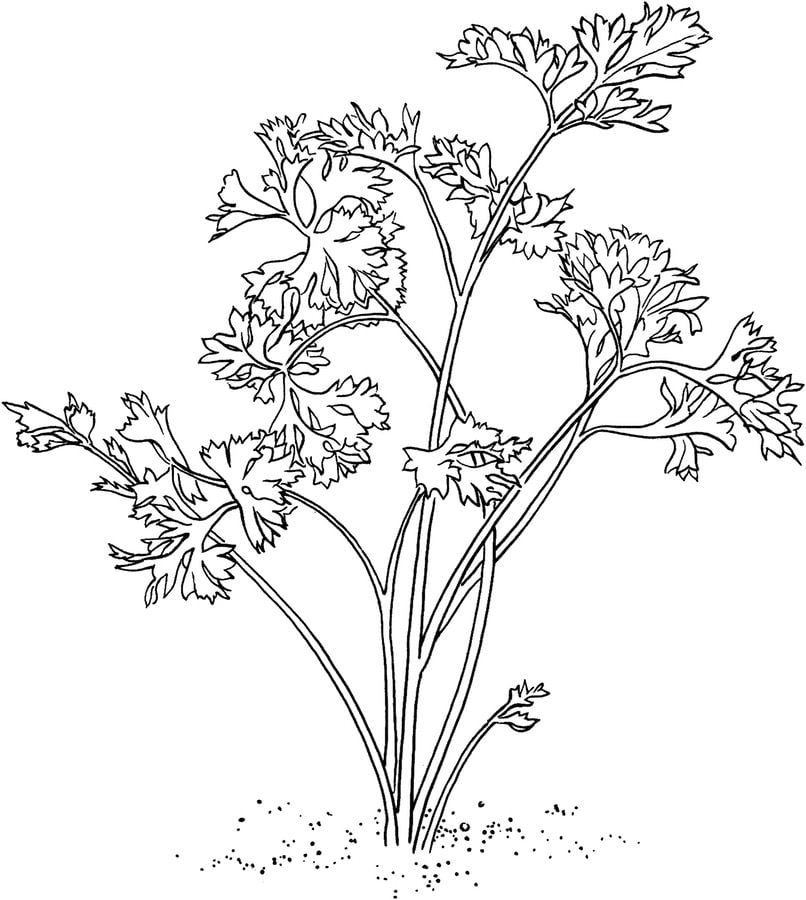 Coloring pages: Parsley 65