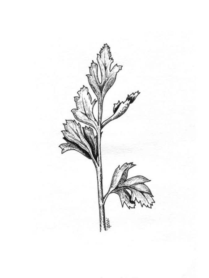 Coloring pages: Parsley