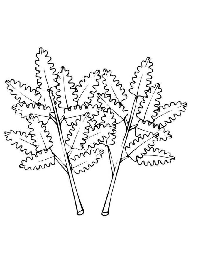 Coloring pages: Parsley 72