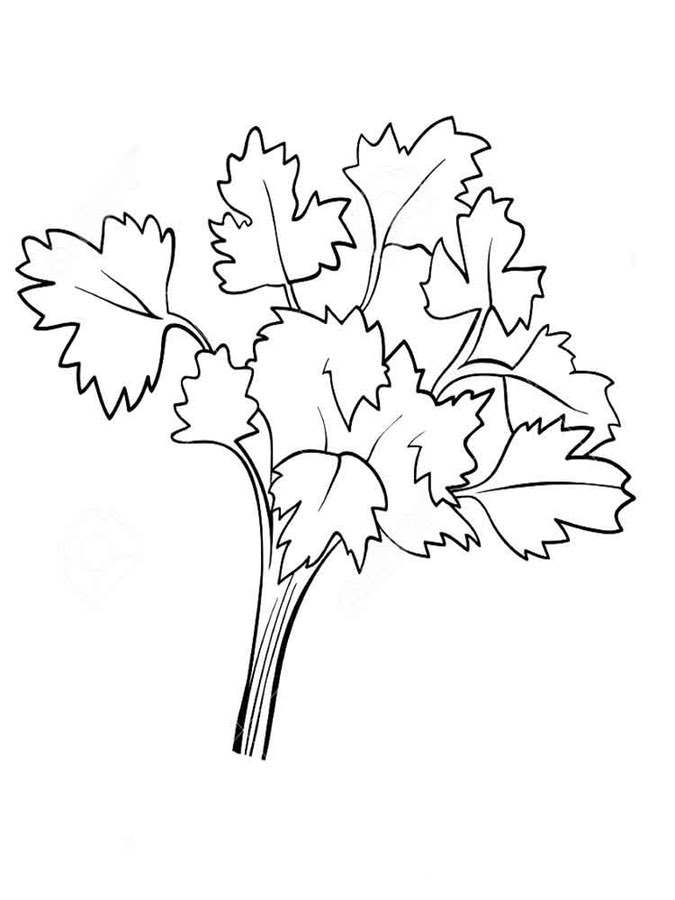 Coloring pages: Parsley 73