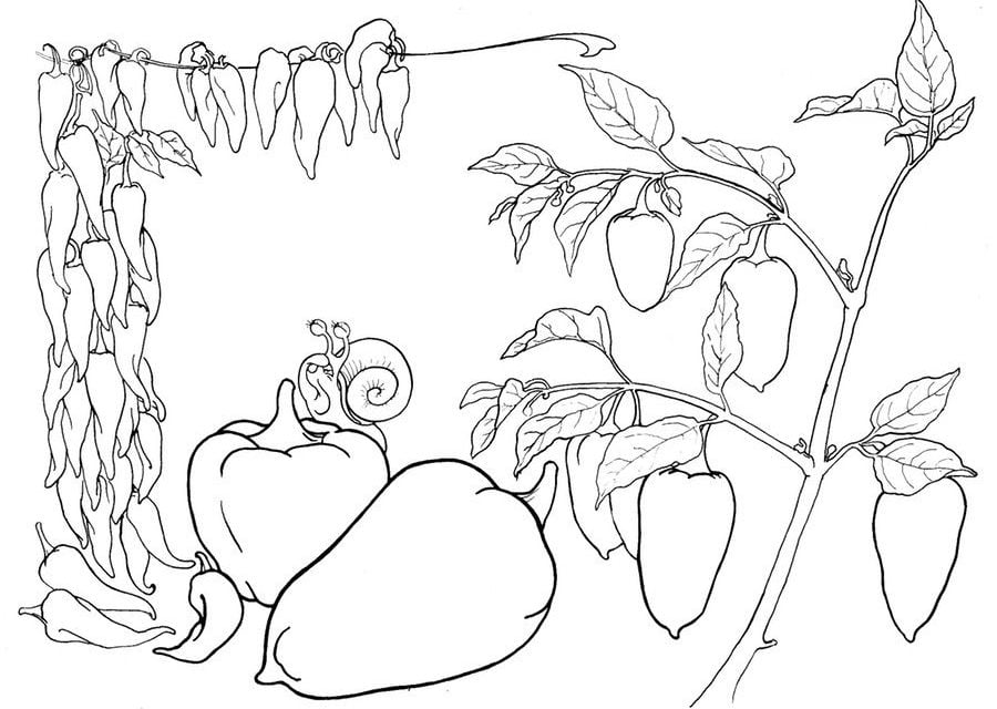 Coloring pages: Pepper