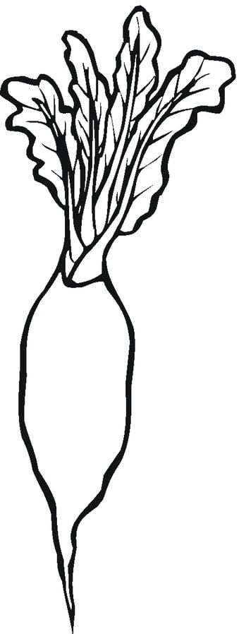 Coloring pages: Radish 30