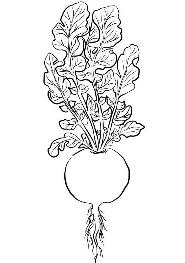 Coloring pages: Radish 39