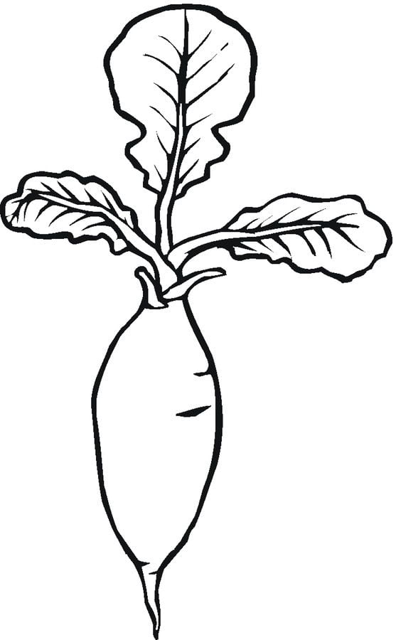 Coloring pages: Radish 33