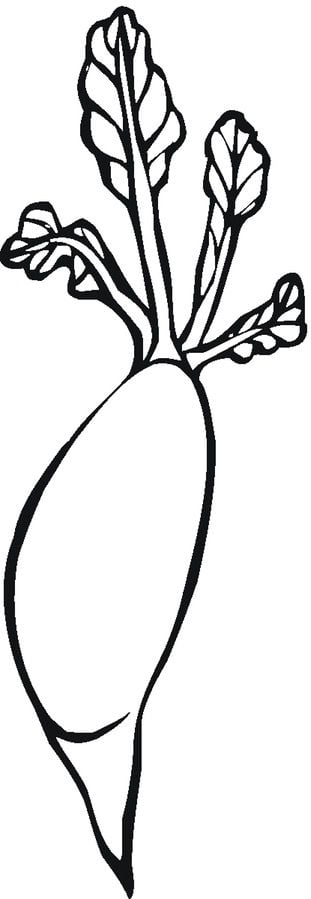 Coloring pages: Radish 34