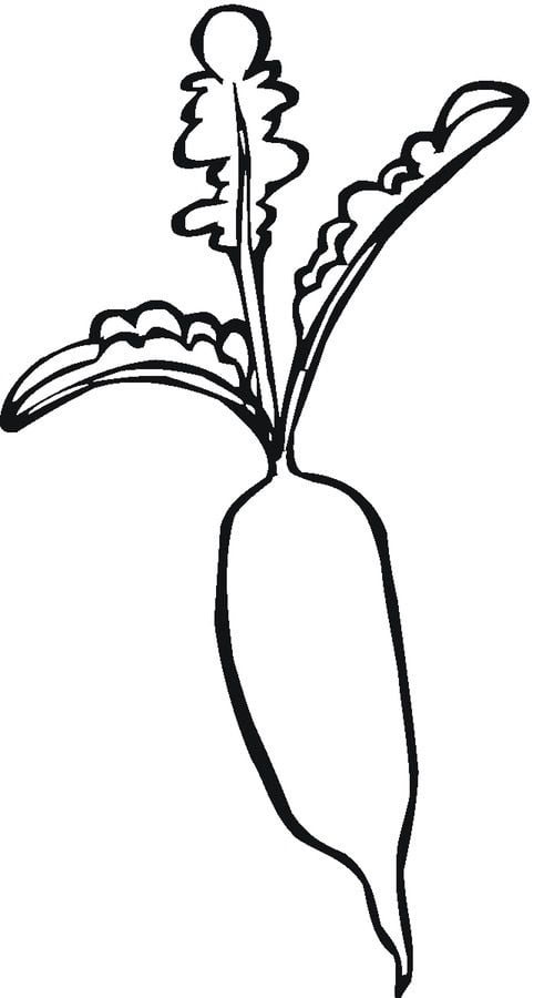 Coloring pages: Radish 36