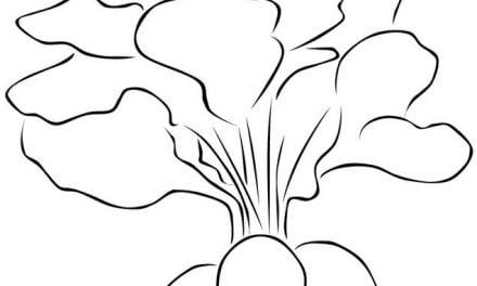 Coloring pages: Radish