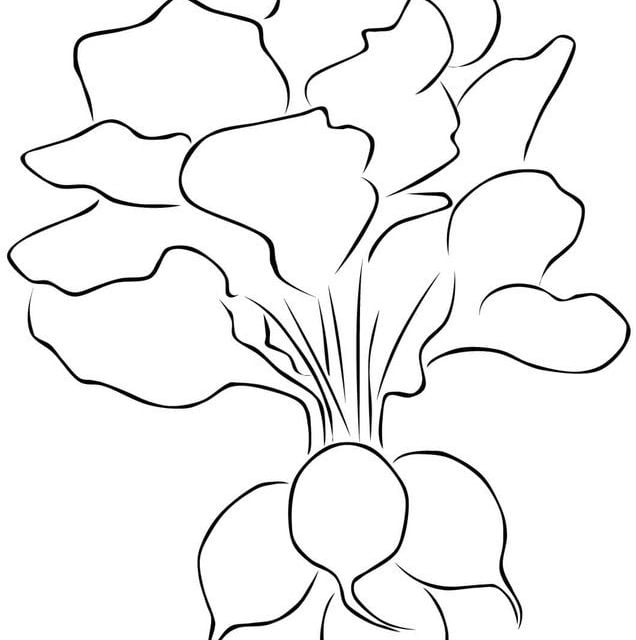 Coloring pages: Radish