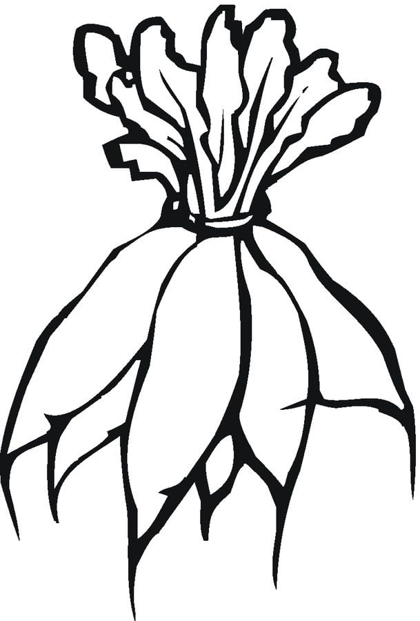 Coloring pages: Radish 38