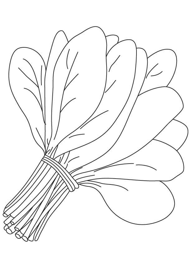 Coloring pages: Spinach 21