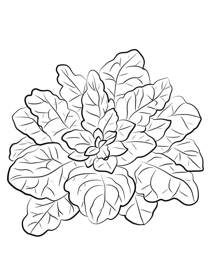 Coloring pages: Spinach 23